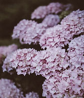 Lilac Hydrangea
