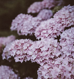 Lilac Hydrangea