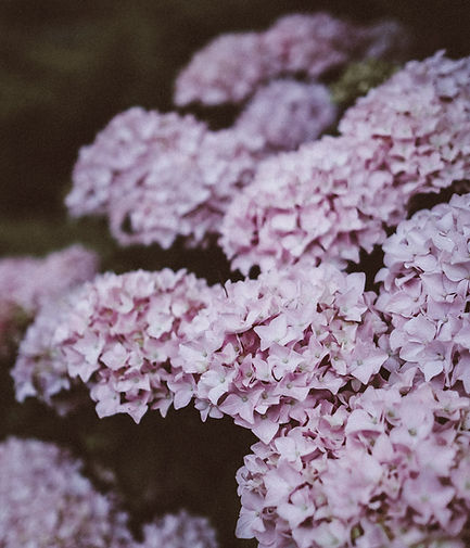 Hydrangea de la lila