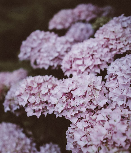 Pink Hydrangea Blossoms
