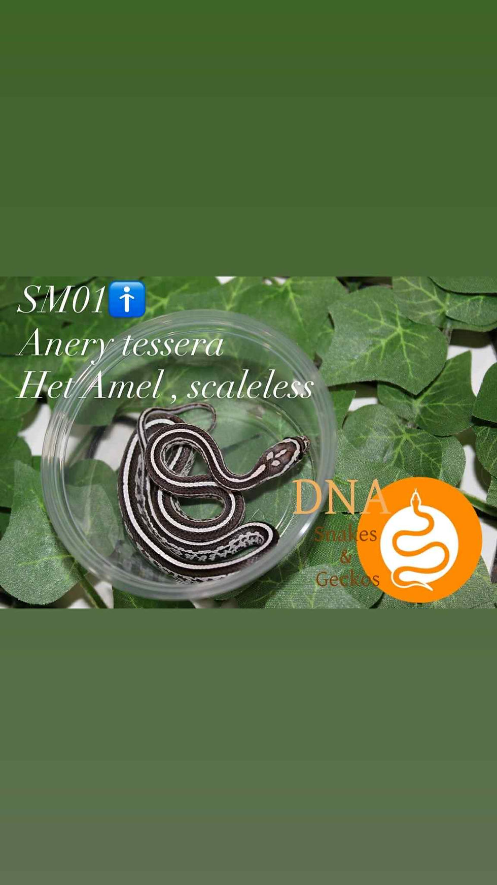 SM01