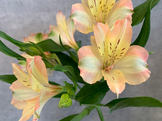 花令 ハナレイ 保谷 花屋 花令 ハナレイ 保谷 花屋