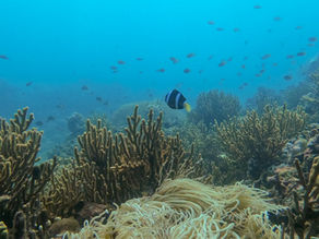 Diving 101: You have to be brave yet afraid at the same time because fear keeps you alert.