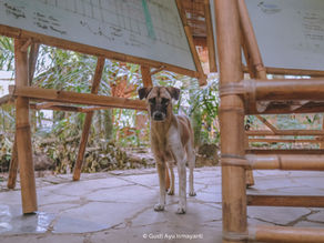 The Guardian of The Island