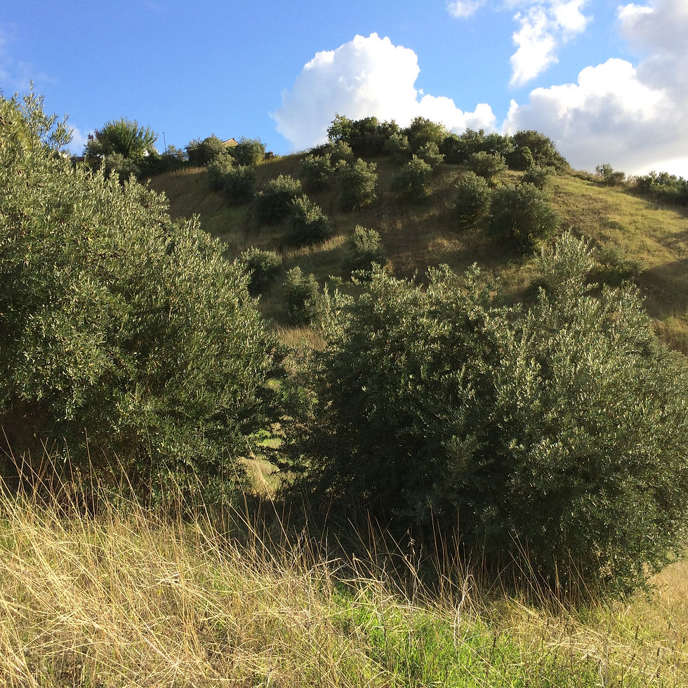 Land view 4