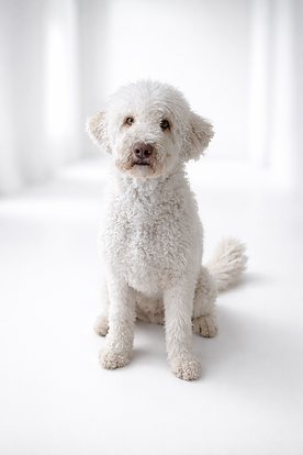 Wissen über geusne Hundeernährung bei Pour Ellie