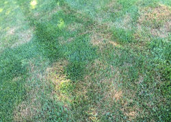 YARD WITH BROWNPATCH