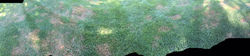 YARD WITH BROWN PATCH