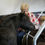 Thumbnail: Sponsor Mr JB (the wannabe Friesian!)