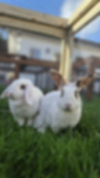 Daisy (Lop) and Tansy