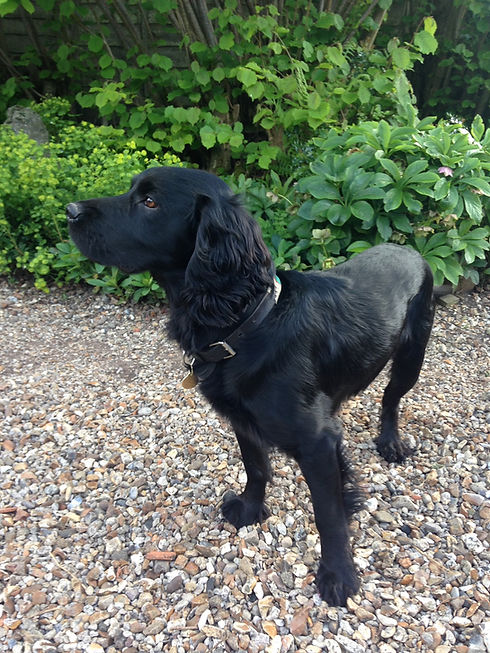 Working Cocker Spaniel Studs Devonshire Bright