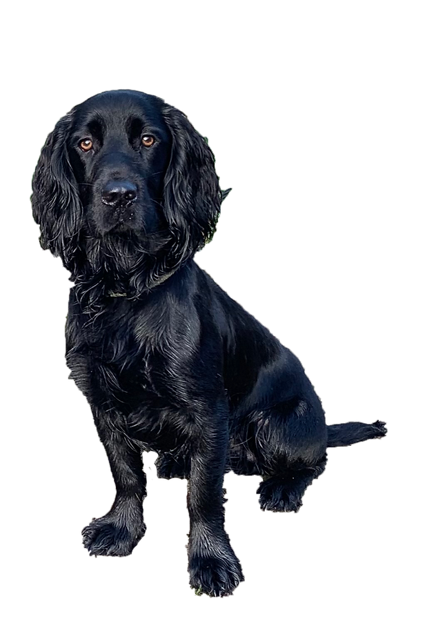 Dogs-page-Kaminaki-Bright-9-months.png