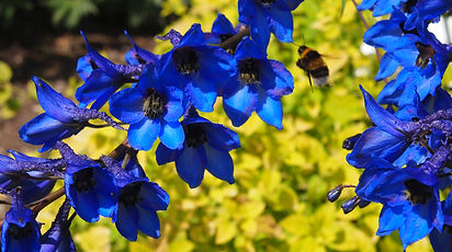 Vibrant blue delphiniums with a bumblebee