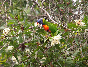 Rainbow lorikeet in a paperbark tree