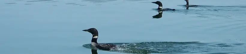 loons.webp