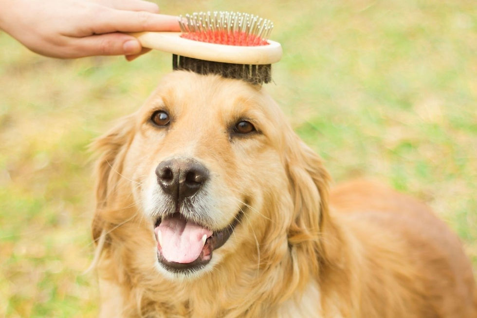 Transform Your Dog’s Look in Just One Visit at Jack & Bolt