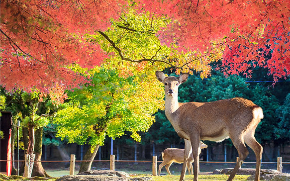 Photo's (57)_edited.jpg