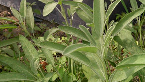 Parsley, Sage, Rosemary, & Thyme