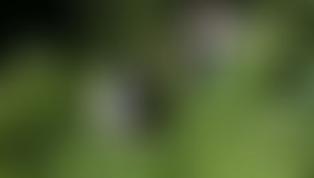 Harvesting at Hart House