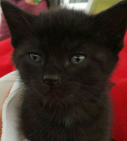 MORGANA