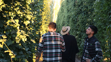 Fernández Oro: la chacra rionegrina que bate récords y llena pintas en todo el país