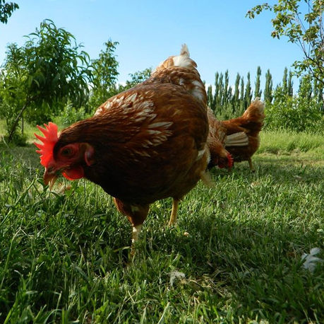 Huevos caseros, gallinas libres y un sueño familiar: la historia detrás de MacVou en Río Negro