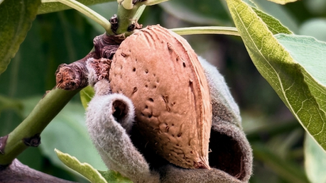 Tiempo de cosecha: Chacra, almendras, música y sabores