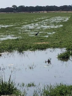 Mahon Ranch - Ibis in Springtime Flooded Field.jpeg