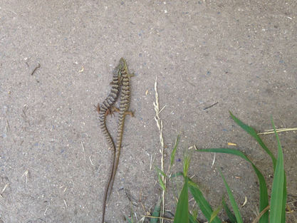 Mahon Ranch - Alligator Lizard #3.jpeg