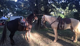 Mahon - 2 Horses.png