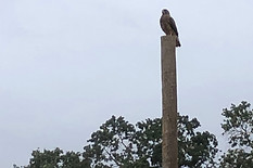 Swainson Hawk on Hop Pole 2.jpeg