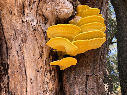 Mahon Ranch - Hens of the Woods Mushrooms.jpeg