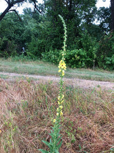 Mahon Ranch - Native Tobacco.jpeg