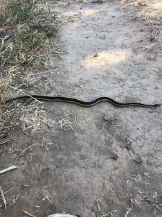 Mahon Ranch - Large Gater Snake.jpeg