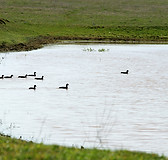 Duck in the pond