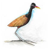 13_Cafezinho_Jacana-jacana.jpg