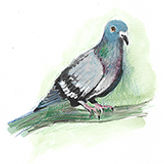 10_Pombo-correio_Columba-livia.jpg