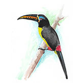 35_Aracari-letrado_Pteroglossus-inscriptus.jpg