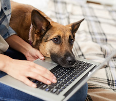 Bored-dog-waiting-for-owner-551262.jpg
