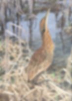 American Bittern