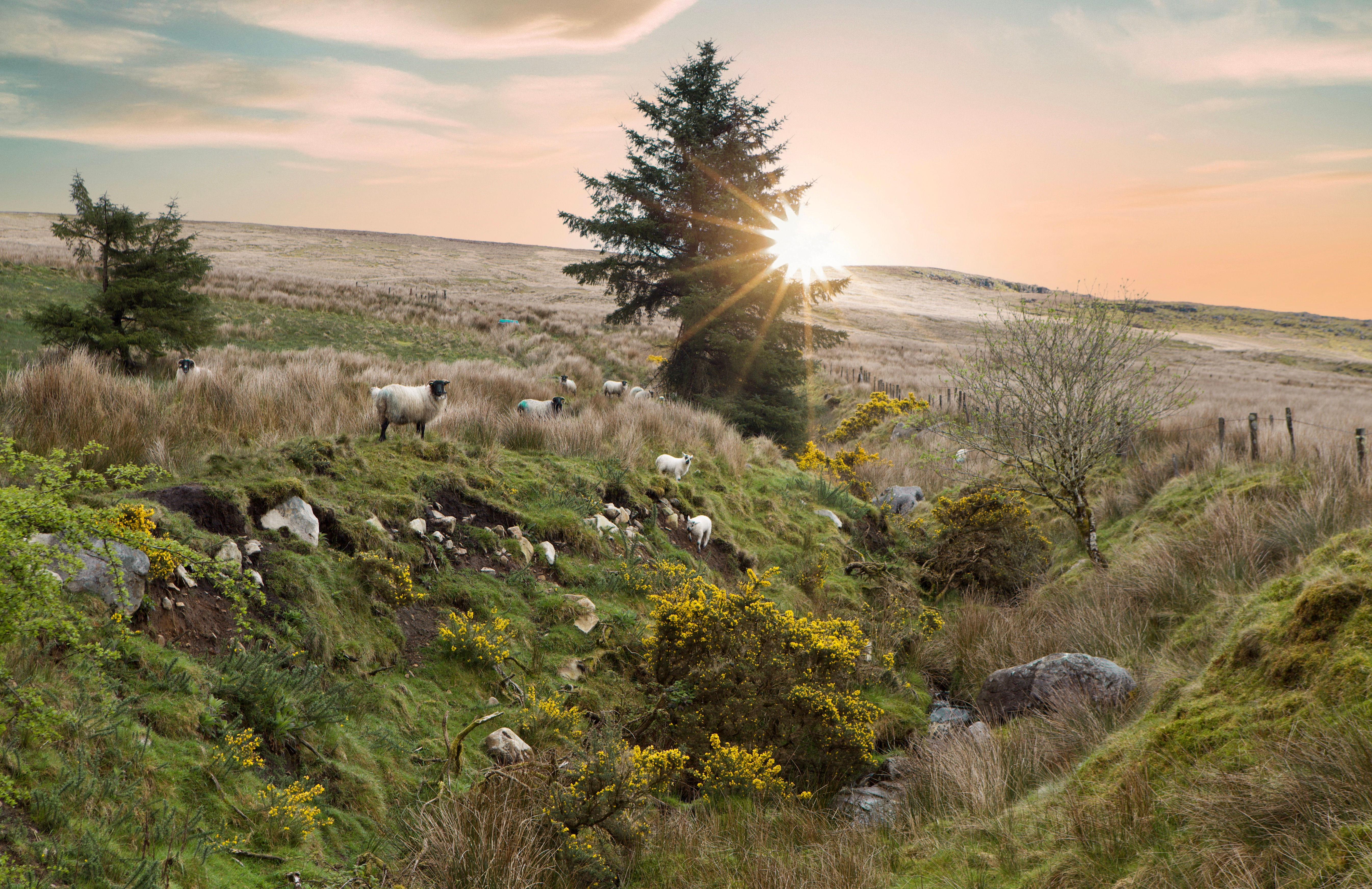 Sheep on Sliabh-an-Iarainn