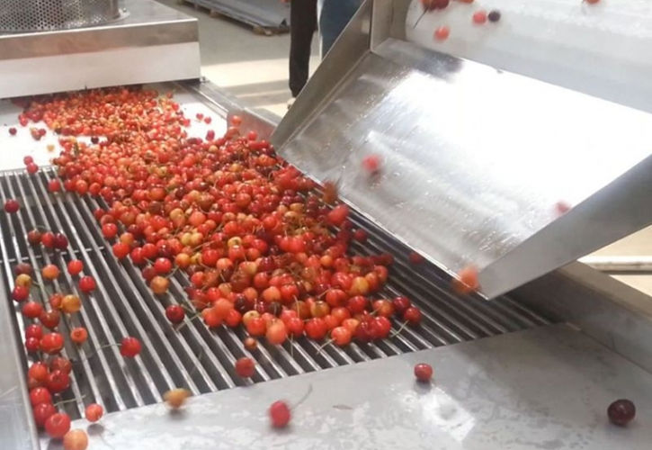 Linie sortare cirese sistem de conveioare cu sortare fructe- SELF TRUST Romania