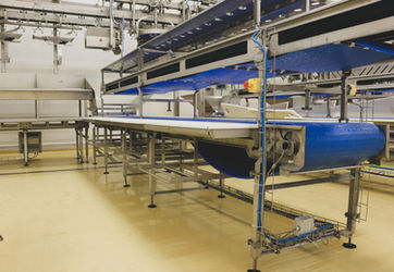 Conveior banda modulara procesare carne pui - Conveioare industria alimentara - SELF TRUST Romania