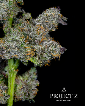 Society C - Project Z - Middle