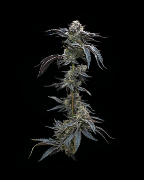 Society C - Full Stalk 