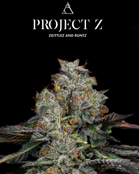 Society C - Project Z - Top