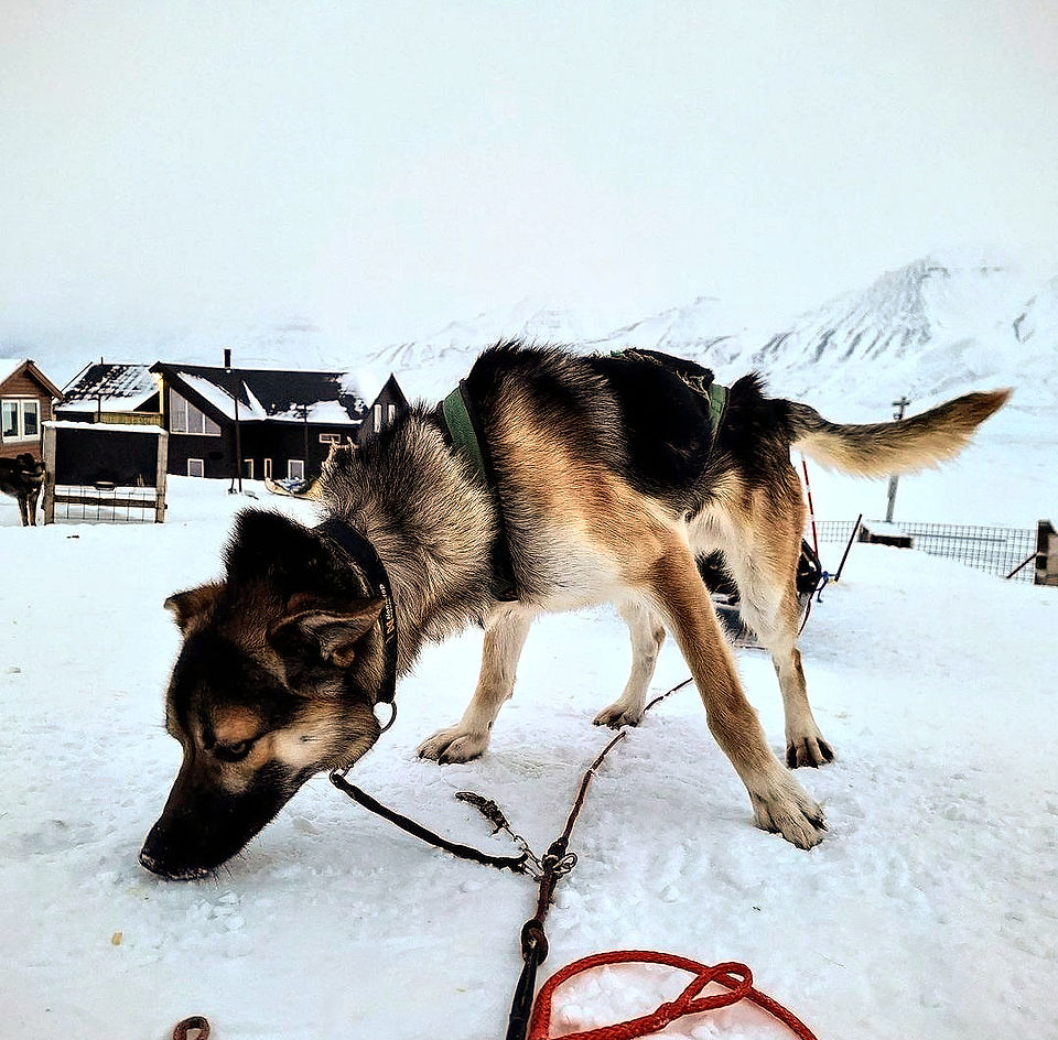 Husky Dog Sledding in Svalbard
