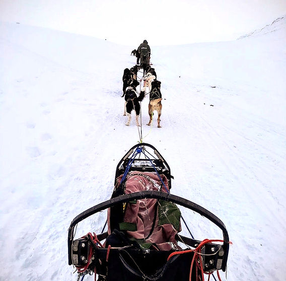 Oh What Fun it is to Ride in an 8-Dog Open Sleigh: An Arctic Dog