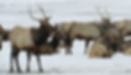 Sámi reindeer herd