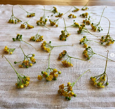 Drying flowers and herbs